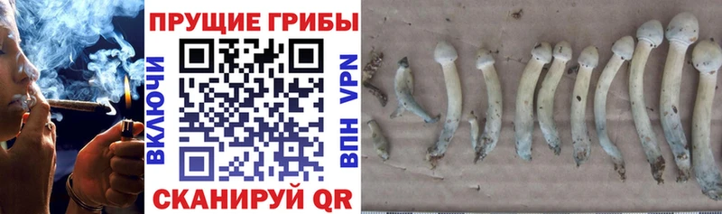 Галлюциногенные грибы прущие грибы  Купить где  Люберцы 